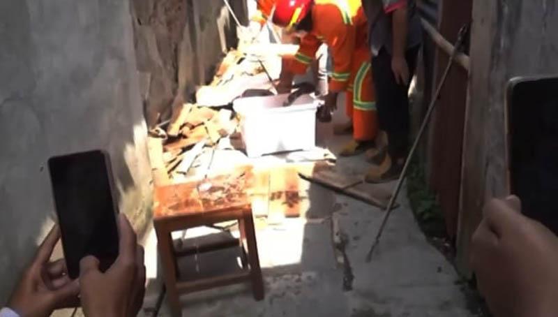 Ular Piton Raksasa Sembunyi di Atap Rumah Gegerkan Warga Cilacap
