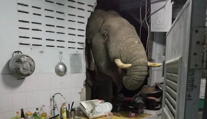 Viral Gajah Bobol Tembok Dapur Rumah Warga, Ambil Sekantong Beras