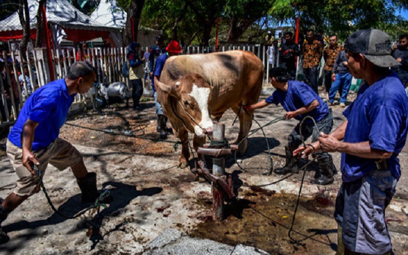 12 Cara Menyembelih Hewan Qurban Sesuai Syar'i yang Perlu Diketahui