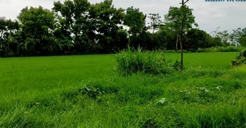 Ternyata Ini Desa Peninggalan Majapahit, Ada Tembok Istana Muncul di Tengah Hutan