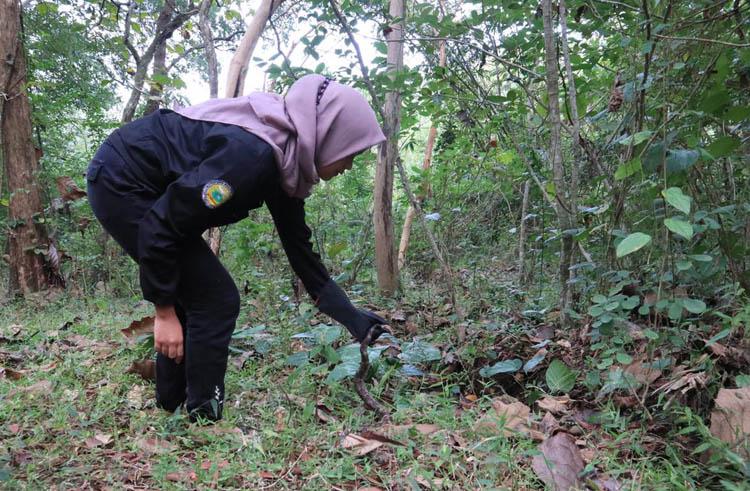 BKSDA Jogja Lepas 6 Ekor Ular Sanca Kembang di Kawasan Suaka Margasatwa Sermo