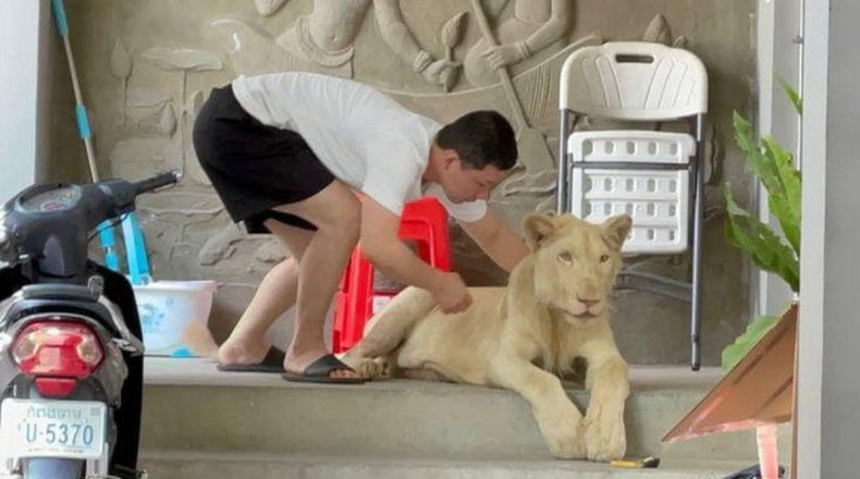 Heboh Pria Ini Pelihara Singa di Rumah
