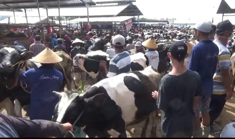 Jelang Idul Adha, Permintaan dan Harga Sapi di Pasar Hewan Boyolali Meningkat