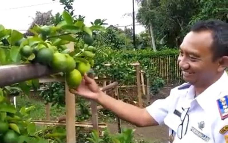  Dihajar Pandemi, Pegawai Dishub Purworejo Sukses Budidaya Jeruk Lemon California 