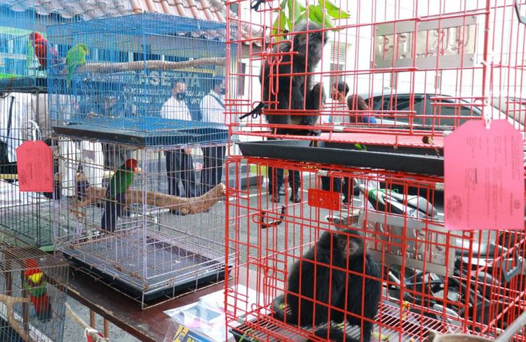 Menyamar Jadi Pembeli, Polda DIY Tangkap 2 Pedagang Satwa Langka