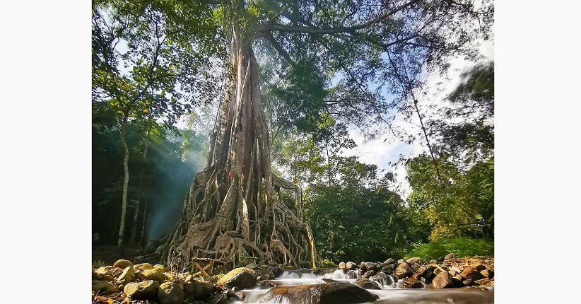 Terpikat Keunikan Akar Seribu di Mojokerto Berusia Ratusan Tahun