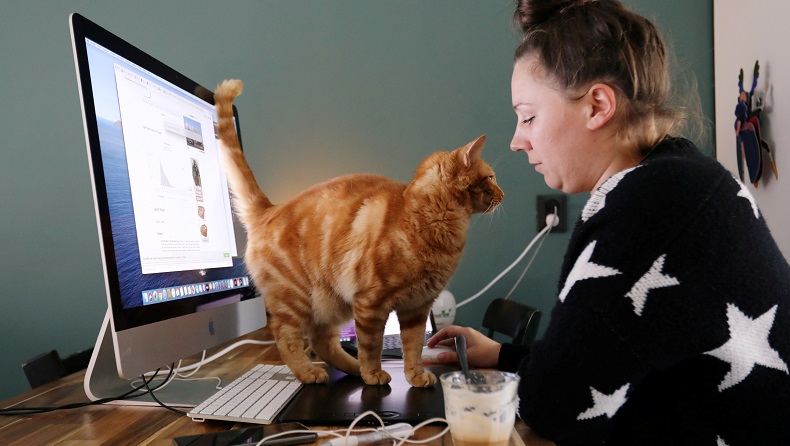 Kucing yang Tidur Bersama Pasien Covid Kemungkinan Besar dapat Terinfeksi 