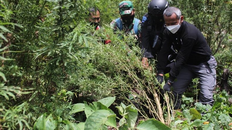 Polisi Bakar 7 Hektare Ladang Ganja yang Ditemukan di Nagan Raya 