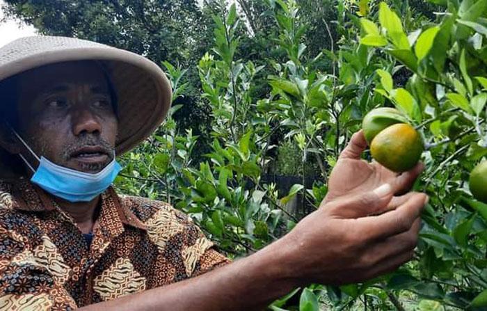 Petani Bantul Sukses Budidaya Jeruk Siam di Lahan Pesisir