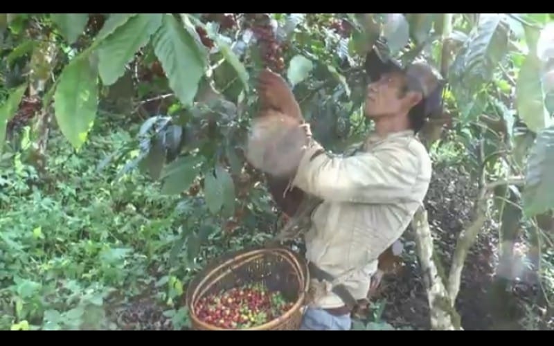 Harga Kopi Murah, Petani di OKU Selatan Menjerit