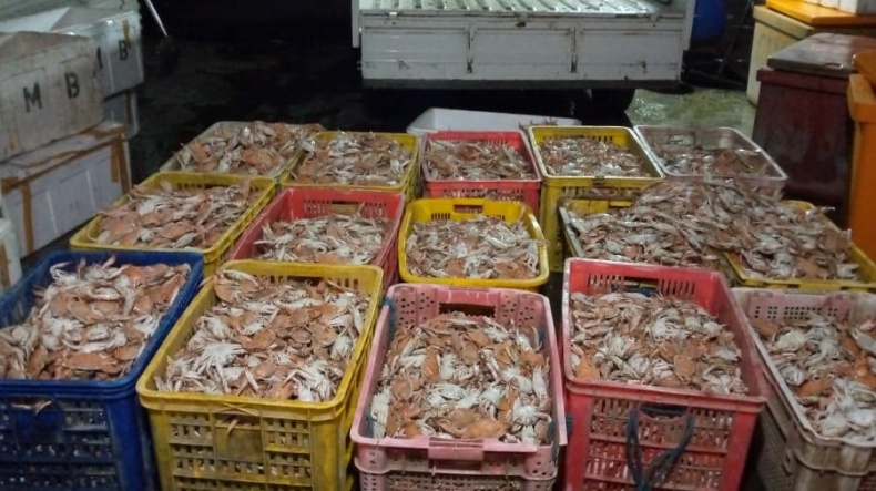 Harga Rajungan Anjlok Rp40.000 per Kg, Nelayan Indramayu Enggan Melaut