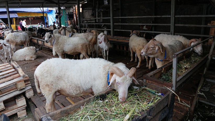 Empat Kambing Warga di Depok Dimaling, Pelaku Tinggalkan Isi Perut di Sekitar Kandang
