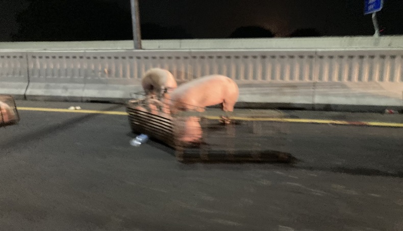 Mobil Pikap Kecelakaan, Babi Lepas di Jalan Tol Mohamed Bin Zayed