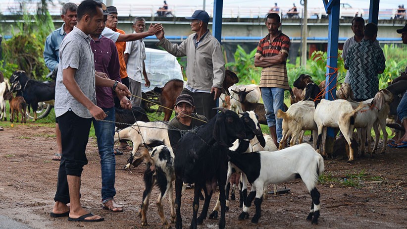 Pandemi Covid-19, Masih Banyak Warga Beli Hewan Kurban secara Langsung