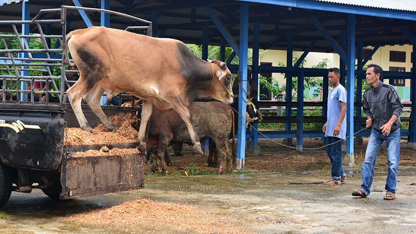 Jelang Idul Adha, Penjualan Hewan Kurban di Solok Meningkat