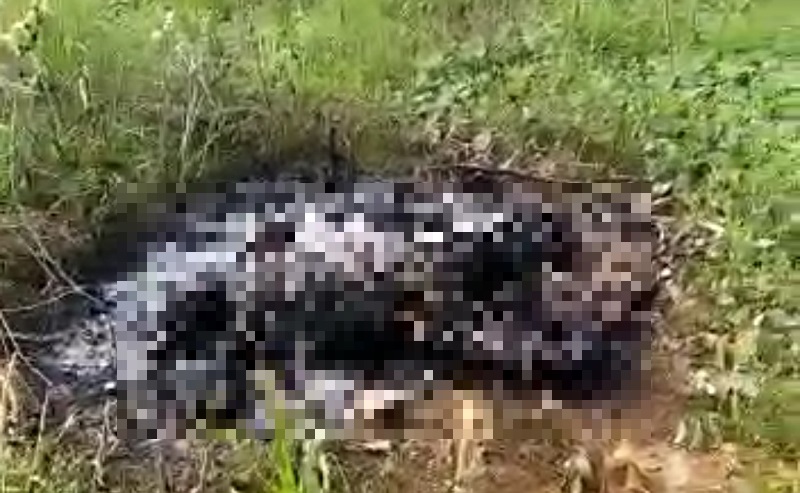 Jasad Hangus Misterius Ditemukan di Cisauk, Polisi Periksa 3 Saksi