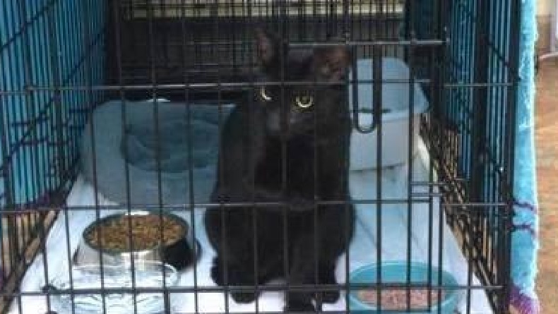 Hari Rabies Sedunia, Anies Ajak Masyarakat Vaksinasi Hewan Peliharaan