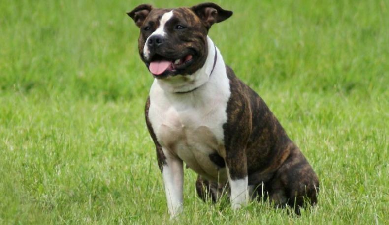 Tragis, Perempuan Cantik Ini Tewas Diterkam Kawanan Anjing saat Joging