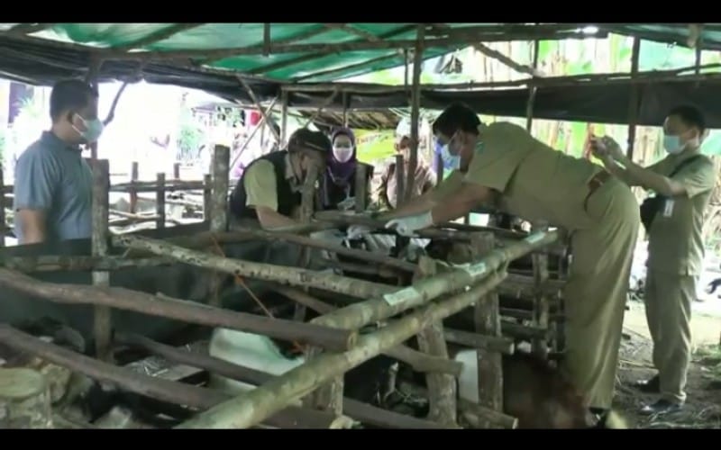 Satgas Temukan Hewan Tak Layak Kurban di Prabumulih