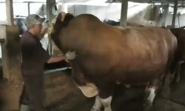 Jelang Idul Adha, Jokowi Bagikan Sapi 1 Ton ke Seluruh Provinsi di Indonesia 