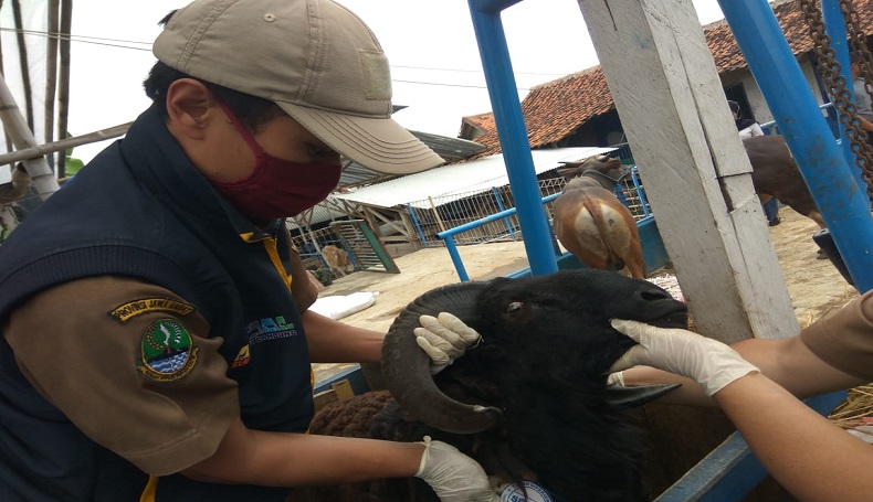 5.428 Hewan Kurban Diperiksa, Tim Keswan KBB Temukan 39 Sakit