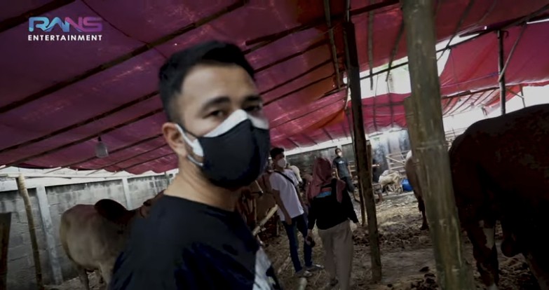 Raffi Ahmad Siapkan Sapi Kurban Terbesar Seberat 1,3 Ton, Ikon Gunung Kidul