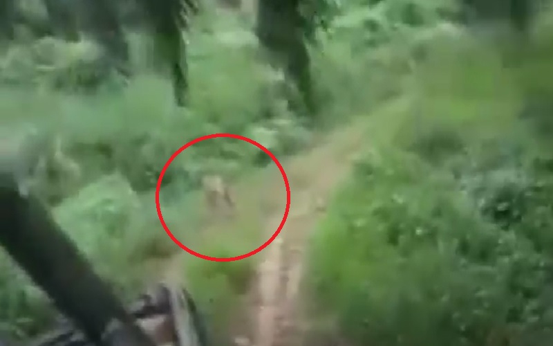Geger Warga Pasaman Barat Dibuntuti Harimau saat Kendarai Mobil