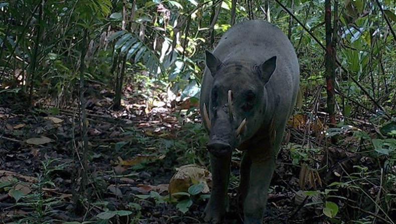 Penampakan Babirusa Maluku, Pertama Kalinya Terekam Kamera setelah Dianggap Mitos Selama Ini