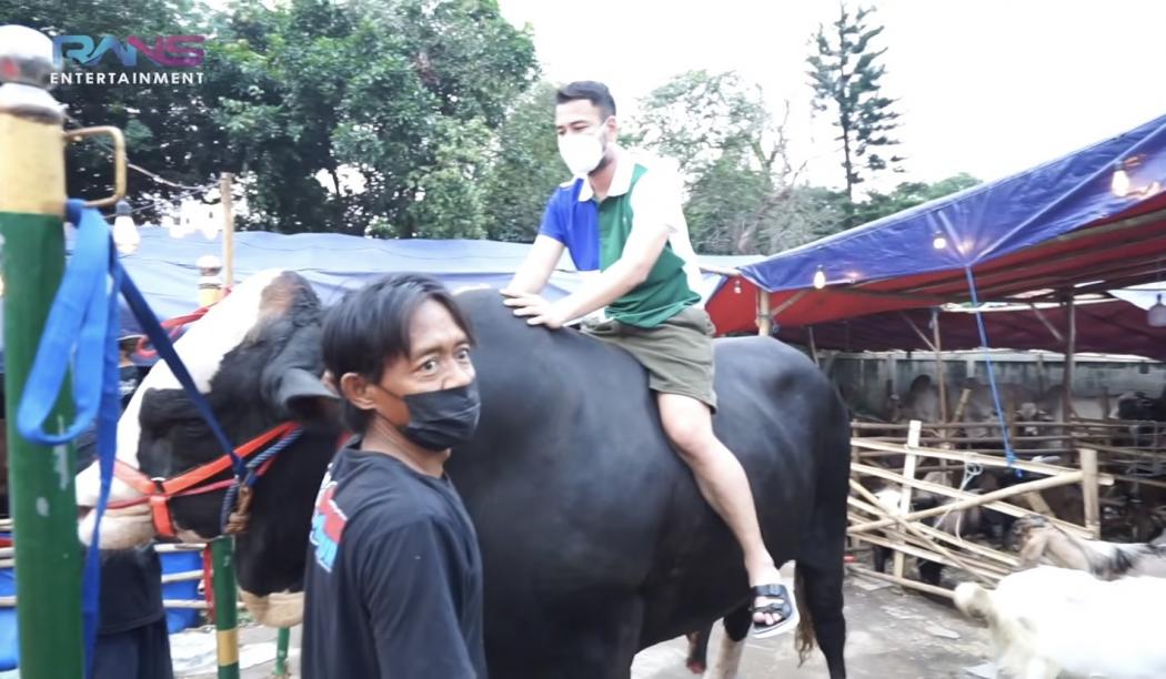 Panik Naik Sapi Berbobot Hampir 1,4 Ton, Raffi Ahmad: Sumpah Gue Takut