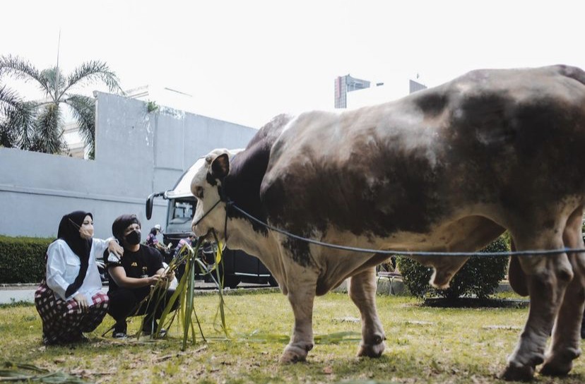Gagal Dapat Grandong, Atta Halilintar Kurban Sapi Grandung Beratnya 1,4 Ton
