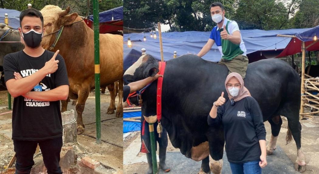 Raffi Ahmad Pamer Sapi Kurban Berukuran Jumbo Seberat 1,4 Ton: Si Bager dari Gunung Kidul