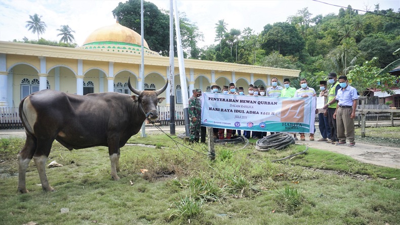 Harita Nickel Salurkan 13 Ekor Sapi Kurban untuk Masyarakat Pulau Obi