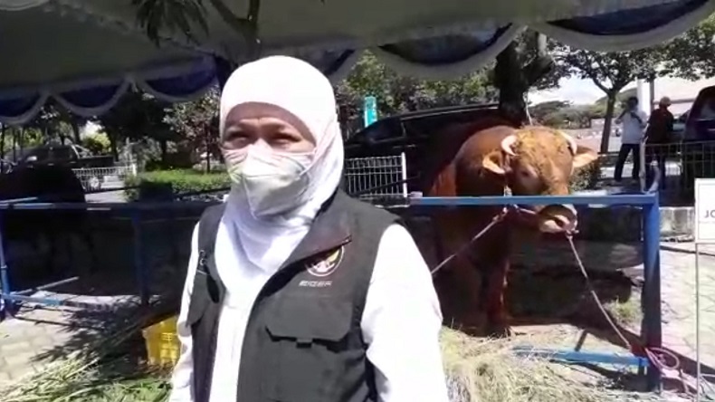 Khofifah Pilih Sapi Kurban Jenis Peranakan Ongole Berbobot 1,05 Ton dari Peternak Lamongan