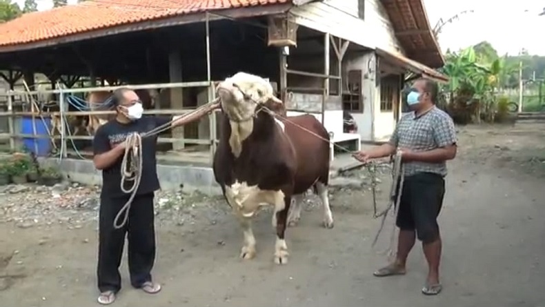 Sapinya Terpilih Jadi Kurban Presiden, Ini Kata Peternak di Lembang KBB