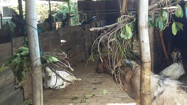 Harga Kambing di Tabalong Naik Jelang Idul Adha, Ada yang Dijual Rp7 Juta
