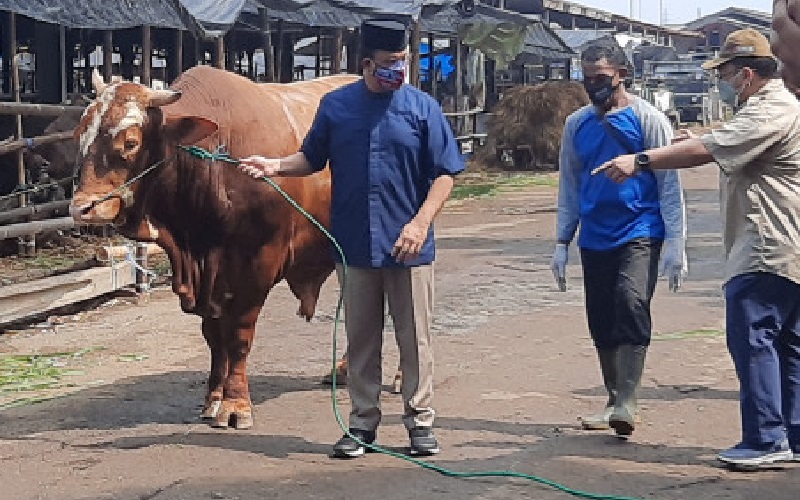 Ini Penampakan Sapi Limousin 1,1 Ton yang Diserahkan Anies untuk Kurban