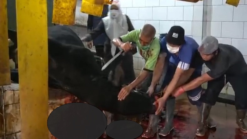 Idul Adha di Masa Pandemi, RPH Kewalahan Layani Jasa Potong Kurban dan Kemas Daging