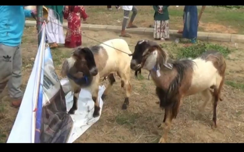 Tak Layak Konsumsi, 31,6 Kg Organ Hewan Kurban Dimusnahkan di Pasar Rebo