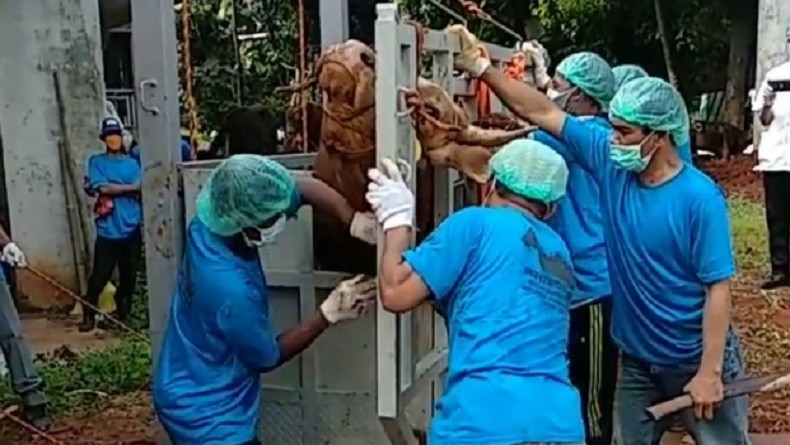 Tinggalkan Cara Konvensional, Pemkot Jaksel Gunakan Alat Khusus Penyembelihan Hewan Kurban
