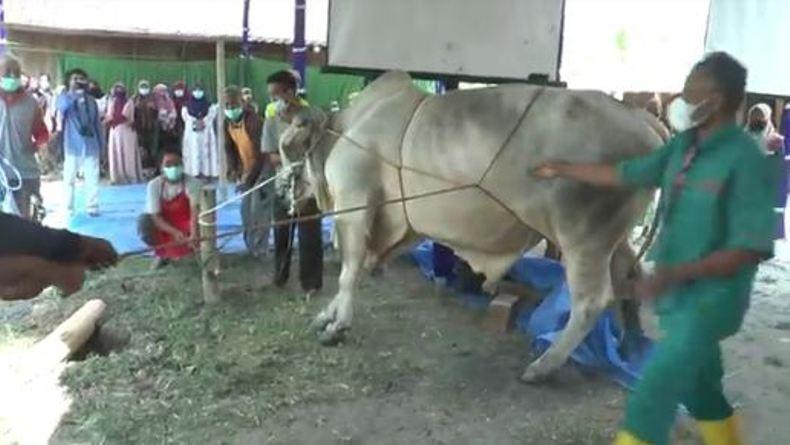 Tangis Haru Warnai Penyembelihan Sapi Kurban dari Presiden Jokowi di Grobogan 