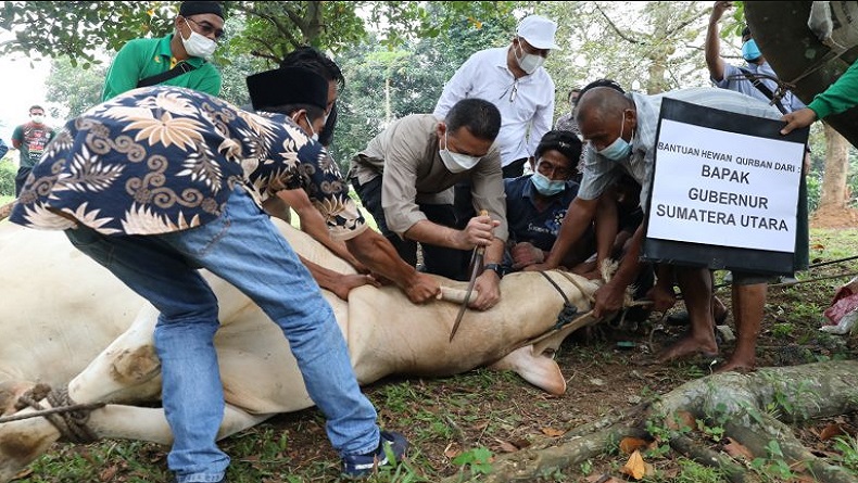 Musa Rajekshah Potong Hewan Kurban Jokowi Seberat 1,2 Ton