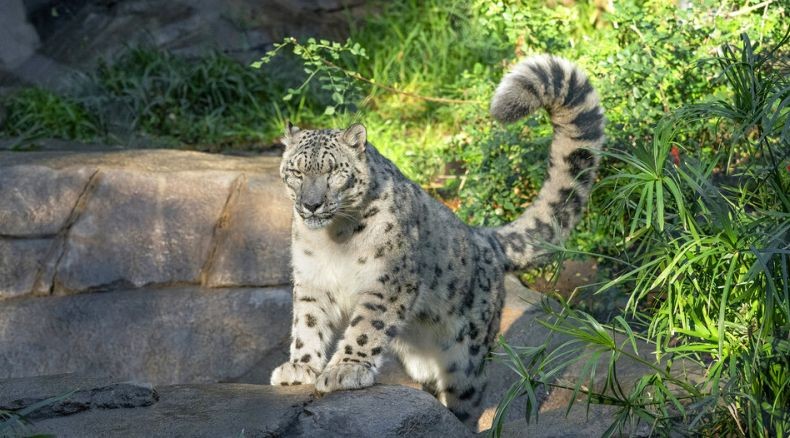 Batuk dan Pilek, Macan Tutul Ini Ternyata Positif Covid