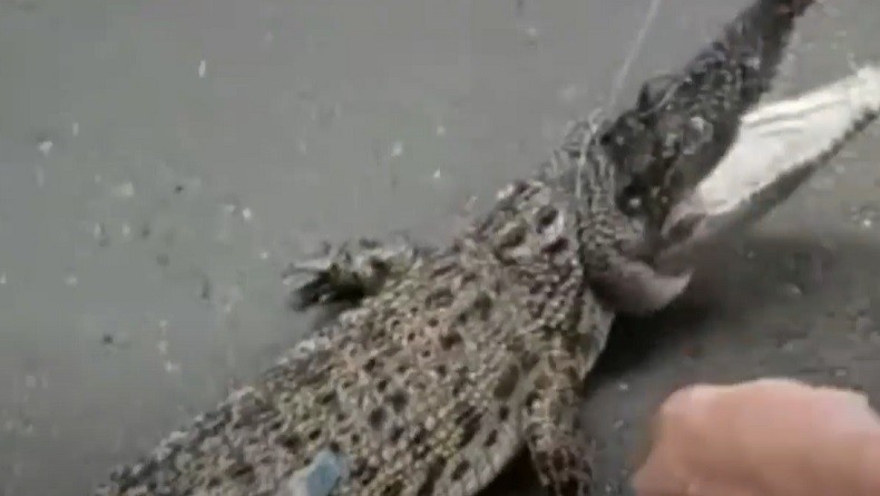 Warga Tambora Jakarta Barat Digegerkan Kemunculan Buaya di Selokan