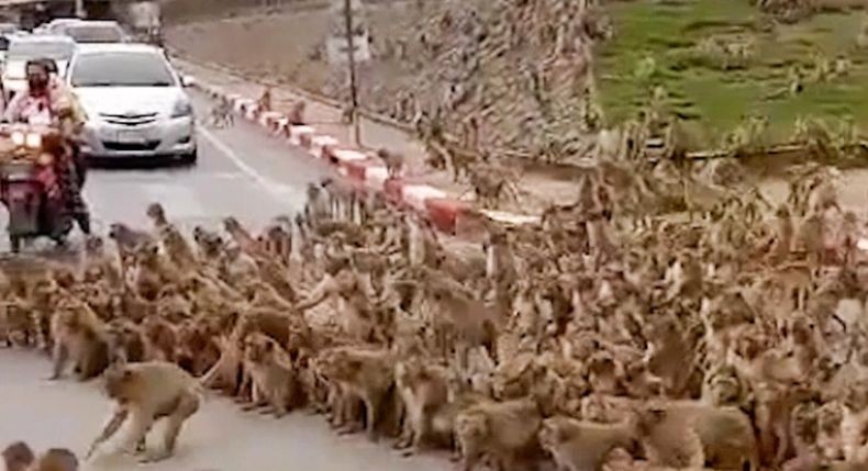 Geger, Ribuan Monyet Serbu Kota karena Kelaparan