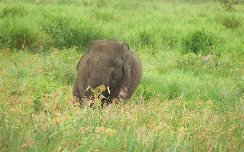 Karhutla Hampir Rusak Habitat Gajah Suaka Margasatwa Padang Sugihan 
