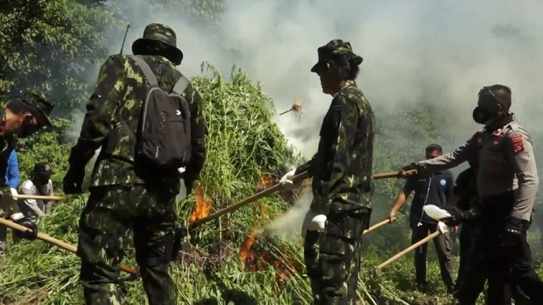 BNN Bakar 2 Hektare Ladang Ganja Siap Panen di Aceh Besar