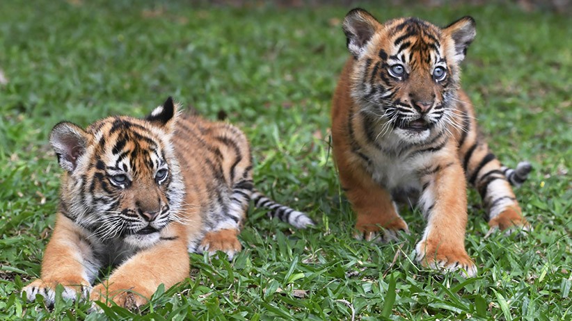  Geger, Hewan Diduga Harimau Muncul di Dekat Permukiman Warga Banyumas 