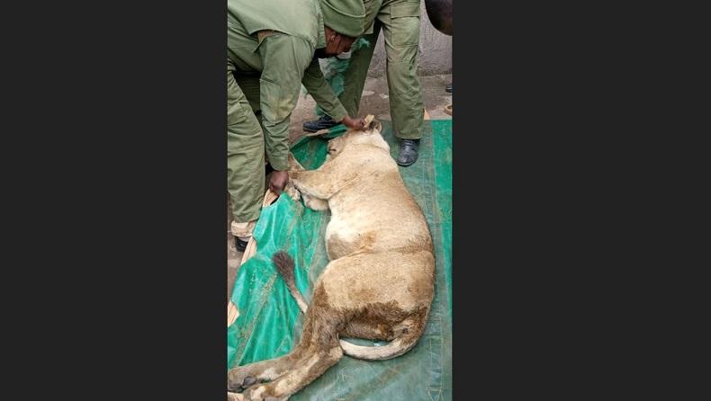 Ngeri, Singa Liar Berkeliaran di Kota Padat Penduduk
