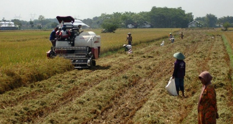 Tumbuh di Tengah Covid-19, Pemerintah Catat Serapan KUR Pertanian Capai Rp41,89 Triliun