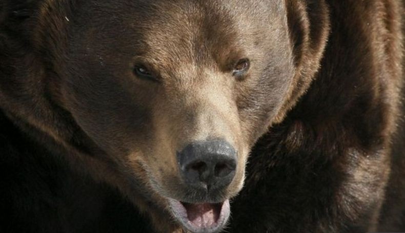 Baru Masuk Rumah, Pria Ini Kaget Ada Beruang Sedang Makan Ayam Goreng di Dapur
